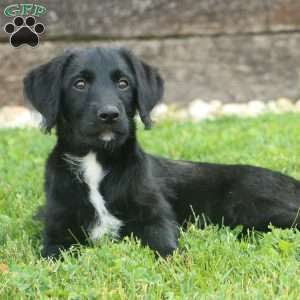 Ashley, Labradoodle Puppy